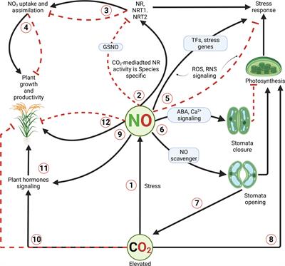 Nitric oxide: A core signaling molecule under elevated <mark class="highlighted">GHGs</mark> (CO2, CH4, N2O, O3)-mediated abiotic stress in plants